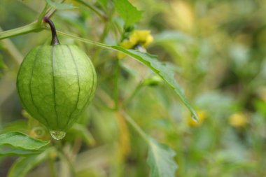 Taze taze organik gıda bahçesinde domates yetiştiriliyor.