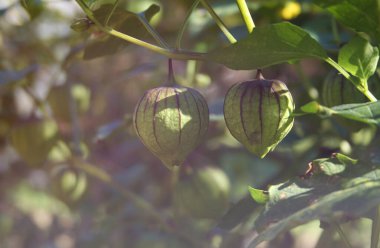 Taze taze organik gıda bahçesinde domates yetiştiriliyor.