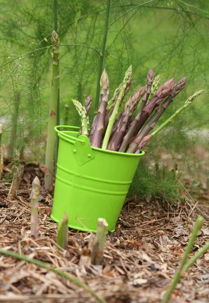 Organic Purple and Green Asparagus in Organic Garden