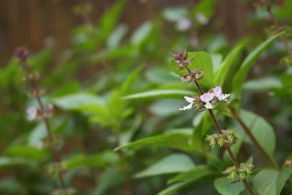 Crecimiento Albahaca Tailandesa Fresca Jardín Orgánico —  Fotos de Stock