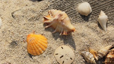 Plajda deniz kabuğu sıcak yaz gününde Tropikal plajda