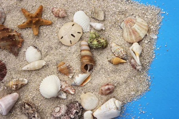Seashell on Boardwalk at Tropical Beach on Hot Summer Day