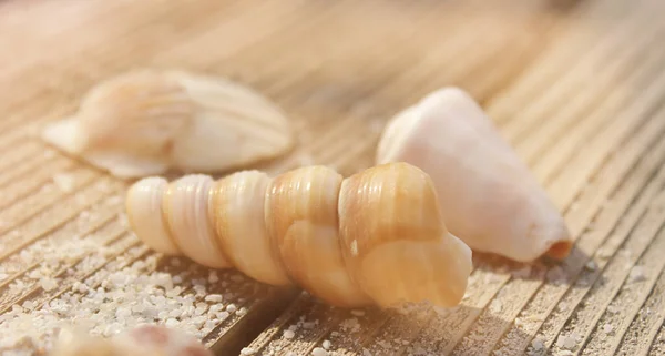 Seashell on Boardwalk at Tropical Beach on Hot Summer Day