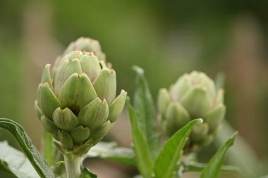 Bulanık Yeşil Arkaplanı olan Bahçedeki Enginar