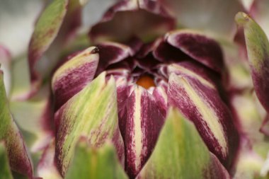 Bulanık Yeşil Arkaplanı olan Bahçedeki Enginar