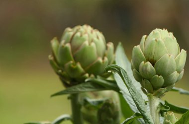 Bulanık Yeşil Arkaplanı olan Bahçedeki Enginar