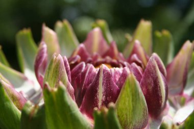 Bulanık Yeşil Arkaplanı olan Bahçedeki Enginar