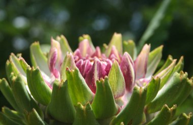 Bulanık Yeşil Arkaplanı olan Bahçedeki Enginar