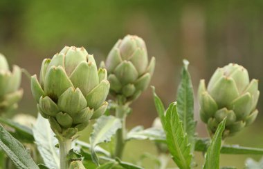 Bulanık Yeşil Arkaplanı olan Bahçedeki Enginar