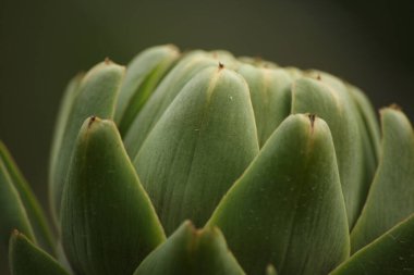 Bulanık Yeşil Arkaplanı olan Bahçedeki Enginar