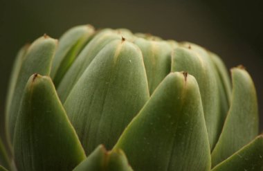 Bulanık Yeşil Arkaplanı olan Bahçedeki Enginar