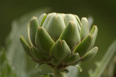 Bulanık Yeşil Arkaplanı olan Bahçedeki Enginar