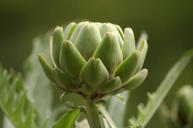 Bulanık Yeşil Arkaplanı olan Bahçedeki Enginar