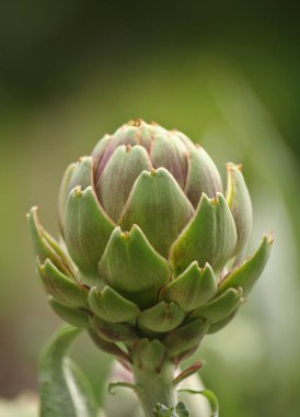 Bulanık Yeşil Arkaplanı olan Bahçedeki Enginar