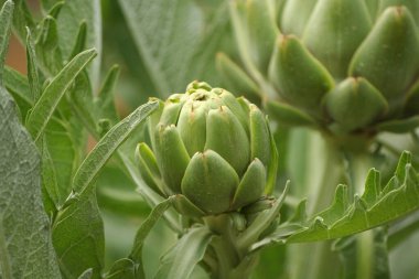 Bulanık Yeşil Arkaplanı olan Bahçedeki Enginar