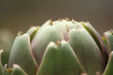 Bulanık Yeşil Arkaplanı olan Bahçedeki Enginar