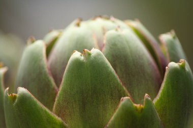 Bulanık Yeşil Arkaplanı olan Bahçedeki Enginar