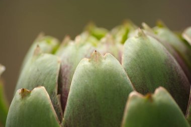 Bulanık Yeşil Arkaplanı olan Bahçedeki Enginar