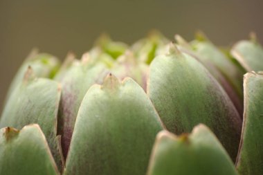 Bulanık Yeşil Arkaplanı olan Bahçedeki Enginar