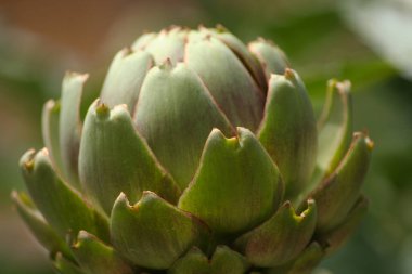 Bulanık Yeşil Arkaplanı olan Bahçedeki Enginar