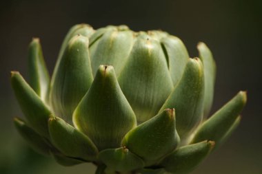 Bulanık Yeşil Arkaplanı olan Bahçedeki Enginar