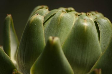 Bulanık Yeşil Arkaplanı olan Bahçedeki Enginar