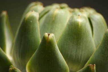 Bulanık Yeşil Arkaplanı olan Bahçedeki Enginar