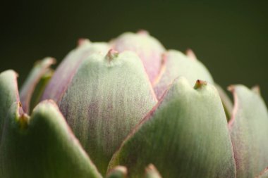 Bulanık Yeşil Arkaplanı olan Bahçedeki Enginar