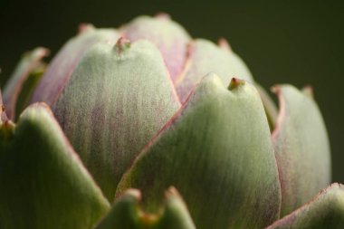 Bulanık Yeşil Arkaplanı olan Bahçedeki Enginar