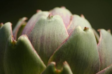 Bulanık Yeşil Arkaplanı olan Bahçedeki Enginar