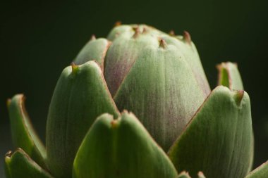 Bulanık Yeşil Arkaplanı olan Bahçedeki Enginar