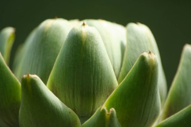 Bulanık Yeşil Arkaplanı olan Bahçedeki Enginar