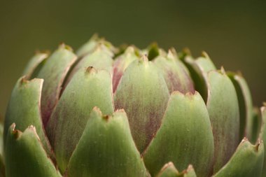 Bulanık Yeşil Arkaplanı olan Bahçedeki Enginar