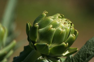 Bulanık Yeşil Arkaplanı olan Bahçedeki Enginar