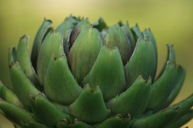 Bulanık Yeşil Arkaplanı olan Bahçedeki Enginar