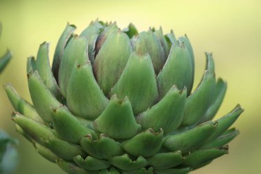 Bulanık Yeşil Arkaplanı olan Bahçedeki Enginar