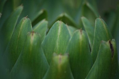 Bulanık Yeşil Arkaplanı olan Bahçedeki Enginar