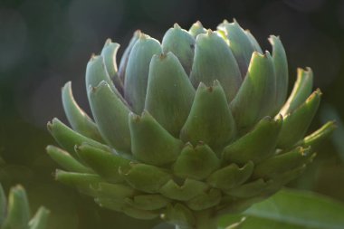 Bulanık Yeşil Arkaplanı olan Bahçedeki Enginar