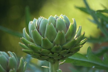 Bulanık Yeşil Arkaplanı olan Bahçedeki Enginar