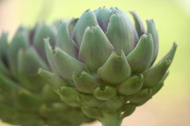 Bulanık Yeşil Arkaplanı olan Bahçedeki Enginar