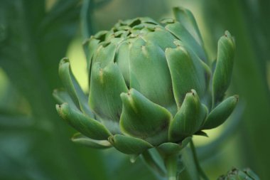 Bulanık Yeşil Arkaplanı olan Bahçedeki Enginar