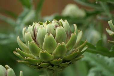 Bulanık Yeşil Arkaplanı olan Bahçedeki Enginar