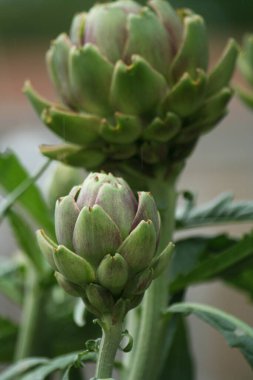 Bulanık Yeşil Arkaplanı olan Bahçedeki Enginar