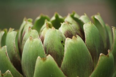 Bulanık Yeşil Arkaplanı olan Bahçedeki Enginar