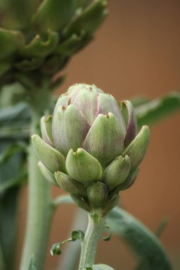 Bulanık Yeşil Arkaplanı olan Bahçedeki Enginar