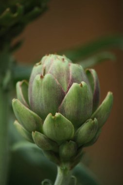 Bulanık Yeşil Arkaplanı olan Bahçedeki Enginar