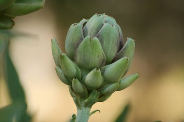 Bulanık Yeşil Arkaplanı olan Bahçedeki Enginar