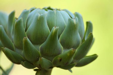 Bulanık Yeşil Arkaplanı olan Bahçedeki Enginar