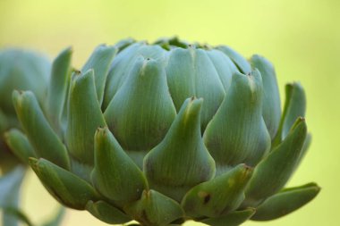 Bulanık Yeşil Arkaplanı olan Bahçedeki Enginar