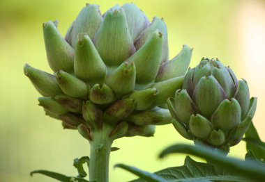 Bulanık Yeşil Arkaplanı olan Bahçedeki Enginar